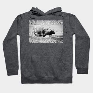 Highland cattle cows family on pasture Hoodie